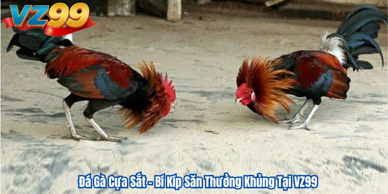 Đá Gà Cựa Sắt – Bí Kíp Săn Thưởng Khủng Tại VZ99